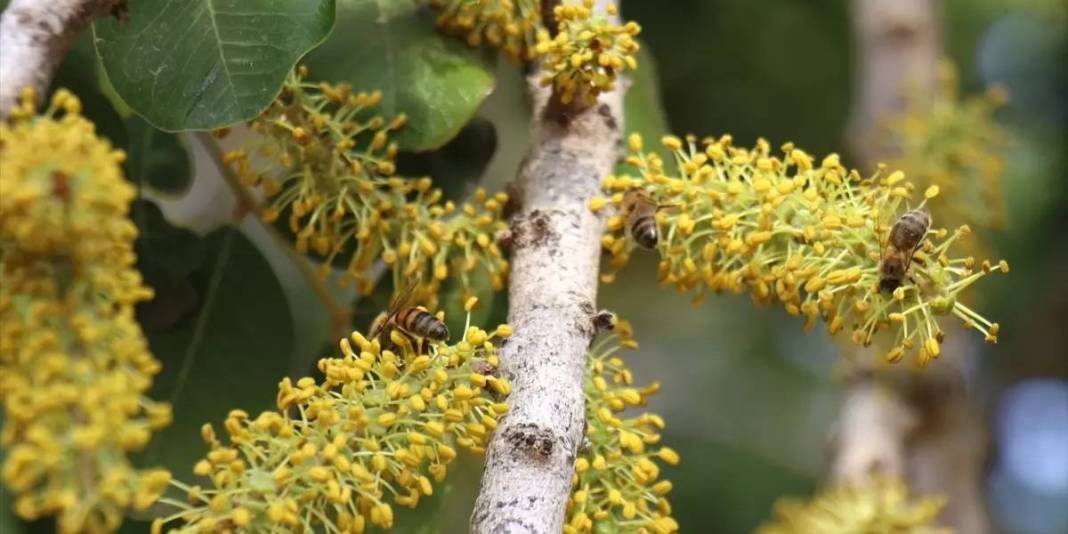 Kovanlar ağaç aralarına yerleşti, ilk hasat başladı! Şifa kaynağı olarak biliniyor:Hem yurt içinde hem de yurt dışında satılacak 5